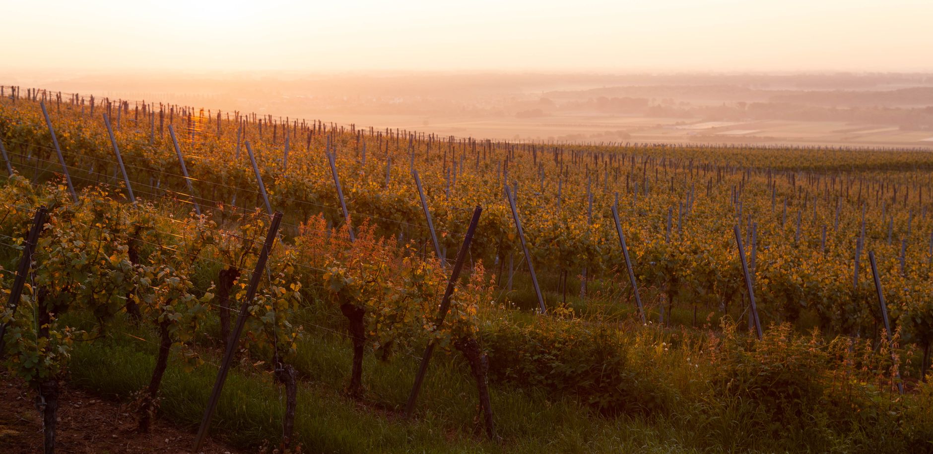 Vineyard landscape at golden hour sunset