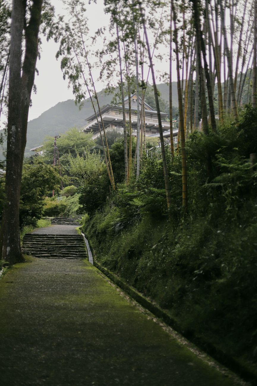 Tranquil Japanese temple pathway with bamboo